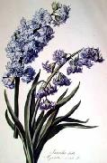 Cornelis van Spaendonck Prints Hyacinth China oil painting reproduction
